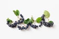 Freshly picked aronia berries on white background