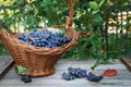 Freshly picked aronia berries in wicker basket on wooden table