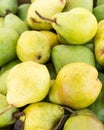 Freshly picked Bartlett pears Royalty Free Stock Photo