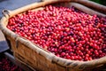 a freshly picked basket full of coffee cherries Royalty Free Stock Photo