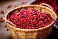 a freshly picked basket full of coffee cherries Royalty Free Stock Photo