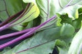 Freshly picked beetroot leaves Royalty Free Stock Photo