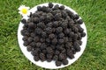 Freshly picked blackberrys Royalty Free Stock Photo