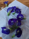 Freshly picked blue butterfly pea flowers