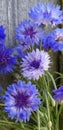 Freshly picked blue wildflowers Royalty Free Stock Photo