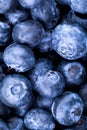 Freshly picked blueberries background Royalty Free Stock Photo