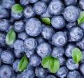 Freshly picked blueberries background Royalty Free Stock Photo