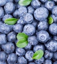 Freshly picked blueberries background Royalty Free Stock Photo