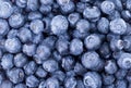 Freshly picked blueberries background Royalty Free Stock Photo