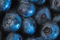 Freshly picked blueberries background, macro photo. Juicy and fresh blueberries for healthy eating and nutrition Royalty Free Stock Photo