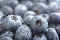 Freshly picked blueberries background Royalty Free Stock Photo