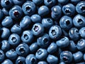 Freshly picked blueberries background, texture with copy space Royalty Free Stock Photo