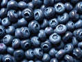 Freshly picked blueberries background, texture with copy space Royalty Free Stock Photo
