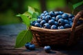 Freshly picked blueberries and blueberry leaves in a basket