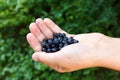 Freshly picked blueberries in child's hand. Royalty Free Stock Photo