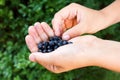 Freshly picked blueberries in child's hand. Royalty Free Stock Photo