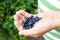 Freshly picked blueberries in child's hand. Royalty Free Stock Photo