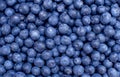 Freshly picked blueberries Royalty Free Stock Photo