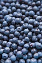 Freshly picked blueberries Royalty Free Stock Photo