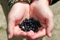 Freshly picked blueberries in the hands of a woman