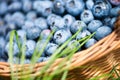 Freshly picked blueberries in rustic basket close up.