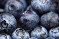 Freshly picked blueberry fruits full frame background