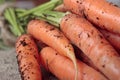 Freshly picked carrots Royalty Free Stock Photo