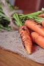 Freshly picked carrots Royalty Free Stock Photo