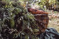 Freshly picked carrots in a basket. Harvesting carrots. Organic food concept Royalty Free Stock Photo