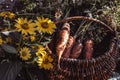 Freshly picked carrots in a basket. Harvesting carrots. Organic food concept Royalty Free Stock Photo