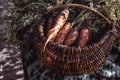 Freshly picked carrots in a basket. Harvesting carrots. Organic food concept Royalty Free Stock Photo