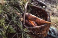 Freshly picked carrots in a basket. Harvesting carrots. Organic food concept Royalty Free Stock Photo