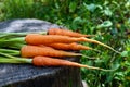 Freshly picked carrots close up on an old tree stump Royalty Free Stock Photo