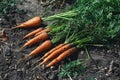 Freshly picked carrots lying on the ground Royalty Free Stock Photo