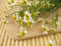 Freshly picked chamomile Royalty Free Stock Photo