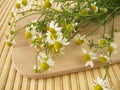 Freshly picked chamomile