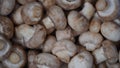 Freshly picked champignons. Background with mushrooms. Look to the left Royalty Free Stock Photo