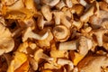 Freshly picked chanterelles - forest mushrooms Cantharellus cibarius