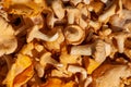 Freshly picked chanterelles - forest mushrooms Cantharellus cibarius