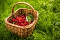 Freshly picked cherries in a basket Royalty Free Stock Photo