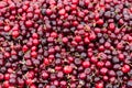 Freshly picked cherries at the farmer`s market Royalty Free Stock Photo