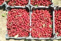 Freshly picked cherries in trays ready for the market . Plastik Ripe cherries in crates Royalty Free Stock Photo