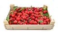 Freshly picked cherries in a wooden crate Royalty Free Stock Photo