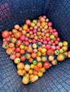 Freshly picked cherry tomatoes Royalty Free Stock Photo