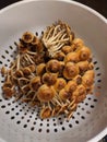 Freshly picked chestnut mushrooms
