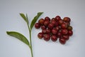 Freshly picked coffee fruit and freshly picked tea leafs from ooty tamilnadu , india