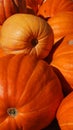 Freshly picked colorful  pumpkins Royalty Free Stock Photo