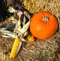 Freshly picked colorful squash and corn Royalty Free Stock Photo