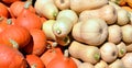 Freshly picked colorful squash Royalty Free Stock Photo