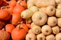 Freshly picked colorful squash Royalty Free Stock Photo